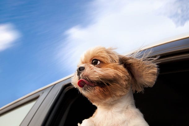Cute dog with head sticking out of window