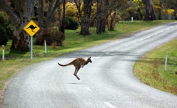 Kangaroo crossing at a kangaroo crossing area
