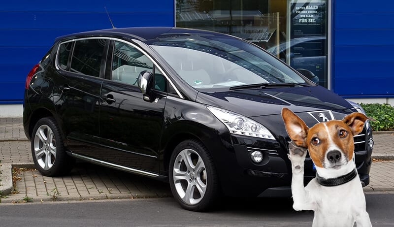 Dogs sitting next to Peugeot 3008