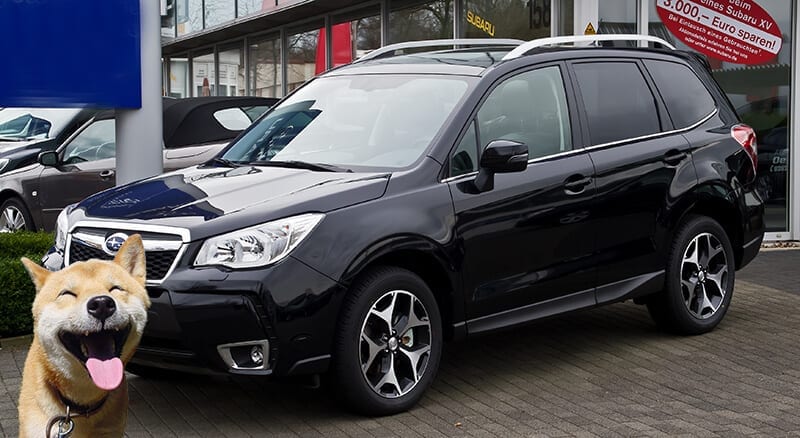 Subaru Forester And A Dog